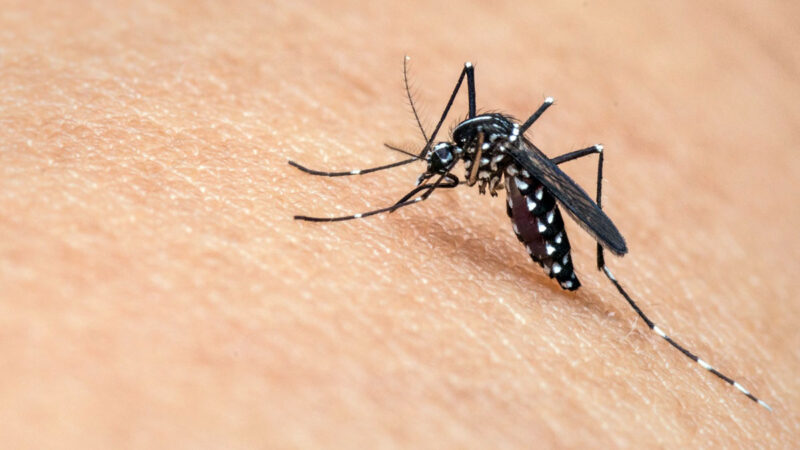 Mosquito Alert, l’app più utile in estate arriva dalla Spagna